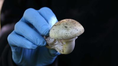 Department of Health issues poisonous mushroom warning for Victorians and their pets