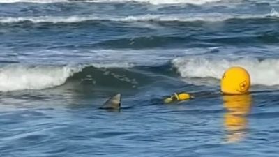 Shark filmed in struggle with Qld drumline lures fresh criticism of control program