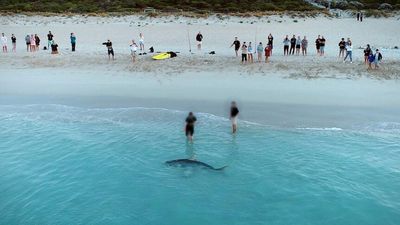 Trophy fishing fears raised after tiger shark filmed being dragged to shore at Bunker Bay