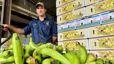 Banana growers say online sales fuelled by COVID are killing off the industry