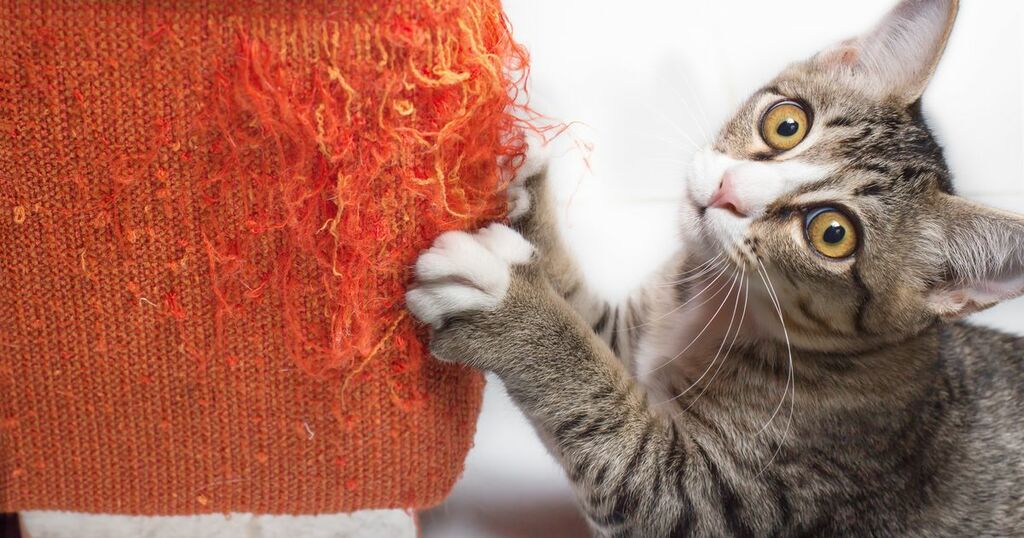 Why does my cat wake me up so early, and what can I do…