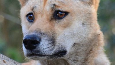 Researchers say dingo genetic breakthrough sheds light on controversial lineage