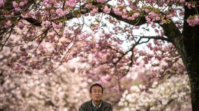 Prettier in Pink: The Push to Remake Japan's Cherry Blossom Season