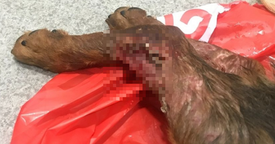 Paisley dog walker escapes with fine after his neglected pooch put down by vets to end suffering