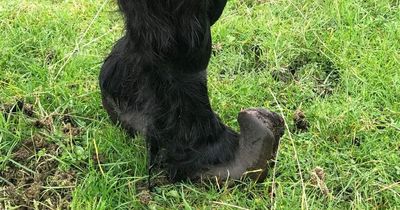 Woman spared jail after neglected horses left with hooves so overgrown they could barely walk