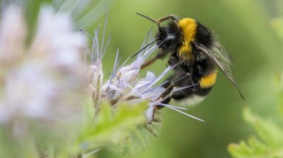 Climate Crisis Increases Smaller Bees, Threatens Bumblebees