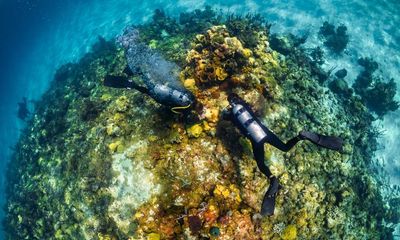 Highly contagious marine epidemic rips through Caribbean’s coral reefs