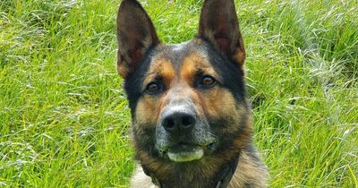 PSNI dog set for happy retirement after saving lives of some of our most vulnerable