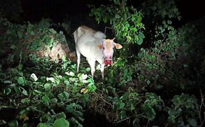 Panic at Palappilly in Thrissur as tiger attacks cow