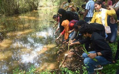 Mangrove nursery comes up in Kozhikode to help protect wetlands