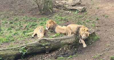 Edinburgh EH12 postcode suffers power cut as Zoo forced to close for afternoon