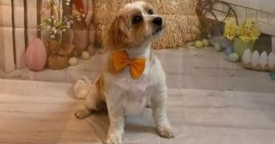 Dog lucky to be alive after being bitten by adder on regular walk