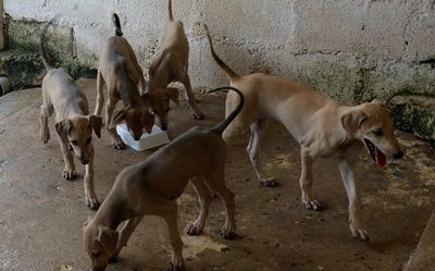 TANUVAS to open native dog breeding centre at Tenkasi