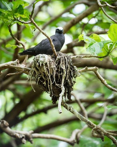 Seeds of destruction: amid Lady Musgrave Island’s wonders lies a brutal killing field