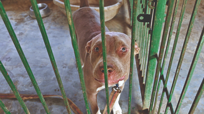 Deserted in pandemic: Why the worst isn’t over for pets