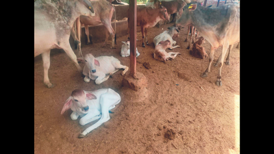 Rajasthan: Forest department razes gaushala in Alwar district, sparks outrage