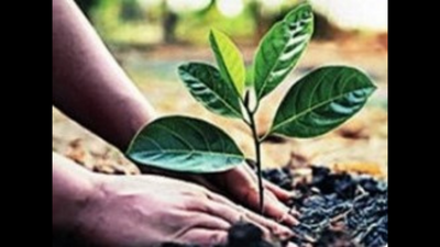 Trees to keep memory of Covid victims alive