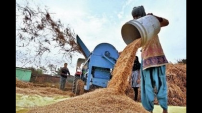 Varsity working on paddy to produce less broken rice