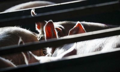 Pigs can pass deadly superbugs to people, study reveals