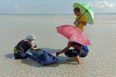 Injured striped dolphin beaches in Phuket