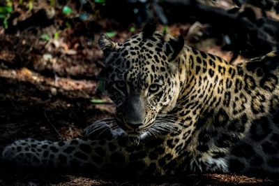 Leopard attacks policeman, sows panic in Iranian city