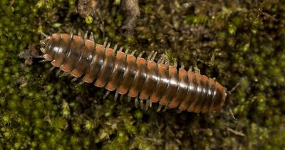 Bug which churns out load of old rot is named after Taylor Swift