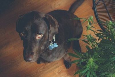 What happens if your dog gets into your weed stash? Why you need to be poison aware