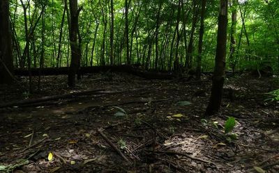 Invasive species threatens wildlife habitats of Western Ghats