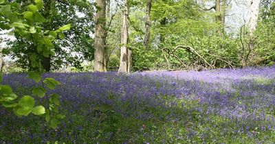 21 great places in Wales to enjoy beautiful bluebells