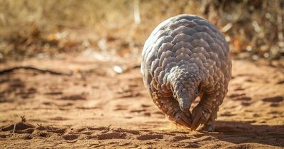 Expert calls to save most trafficked mammal on earth from extinction and end cruelty