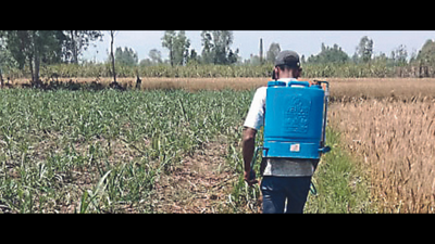 Uttar Pradesh sugar mills to provide pesticides to cane growers at 20% discount
