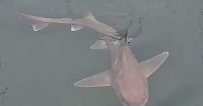 Shark species pictured swimming in UK city harbour as locals stunned by 'cool' sight