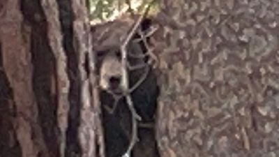California resident discovers 'odd rumbling' sound is five bears sleeping under their home