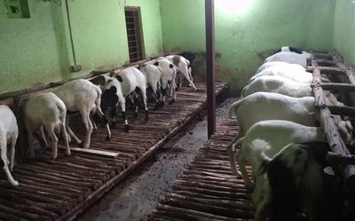 Techie rears sheep in his house in Bengaluru