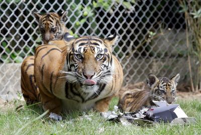 Critically endangered Sumatran tigers lose 3 to animal traps