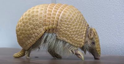 Cute Armadillo Babies Rescued In Field After Mum Killed By Predator