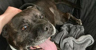 Dog owners spend £3,500 to save their pet's life after he was bitten by an adder