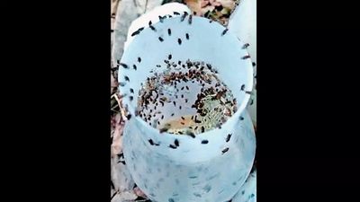 Heat, lack of food: Evolution fast-forwarded