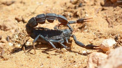 Indiana Jones Was Right: Researchers Show The Smaller The Scorpion, The Deadlier Its Sting