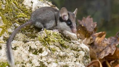 VIDEO: First Garden Dormouse Seen In 100 Years Hailed As Sensational Discovery