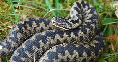 Warning as another venomous snake spotted at South West beauty spot