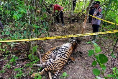 3 critically endangered Sumatran tigers killed in Indonesia
