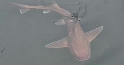 'Cool' shark spotted in British waters
