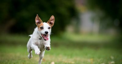 Huge number of dog attacks recorded in Dublin area