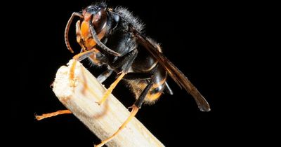 Killer Asian hornets heading to UK sparking warnings to Brits to be vigilant