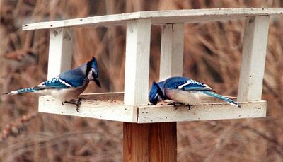 Is ‘flu’ really hurting ‘birds?’