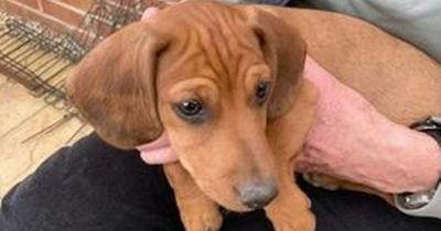 Distraught elderly lady heartbroken as tiny puppy is snatched from her car