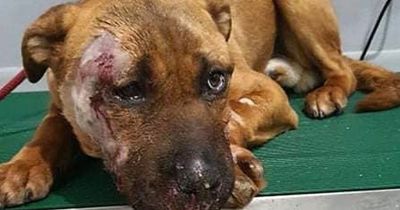 Dog left 'tired of life' after porcupine attack makes miracle recovery