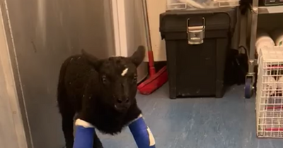 Five Sisters Zoo 'very sad' as brave little lamb born with deformed legs passes away