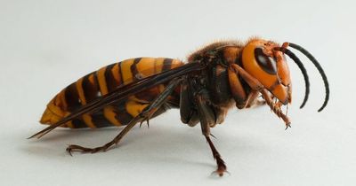 UK braced for another invasion of killer Asian hornets after first insects of 2022 found